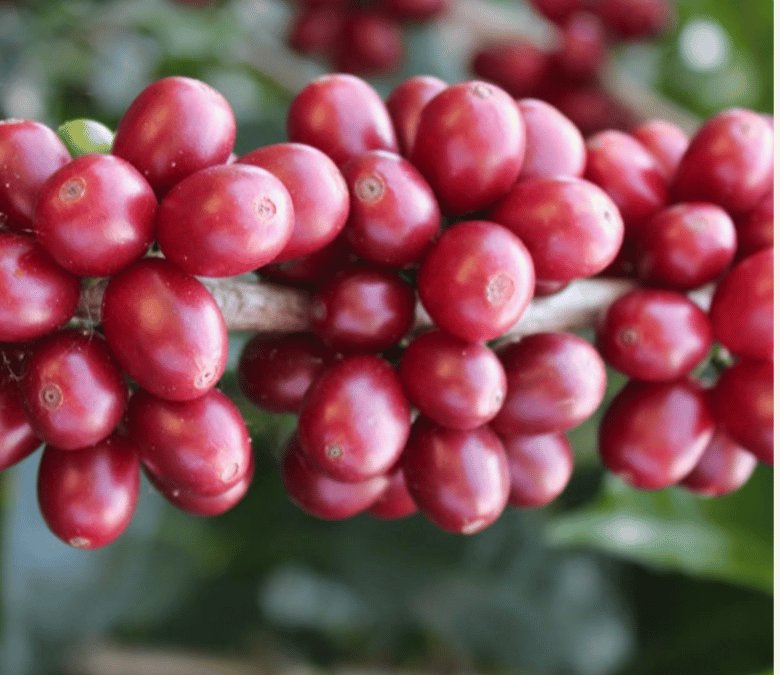 What Is Wush Wush Coffee?