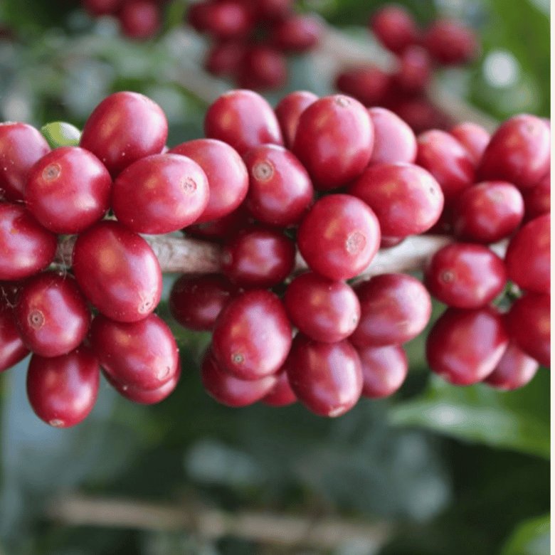 Wush Wush Coffee What Is Wush Wush Coffee?