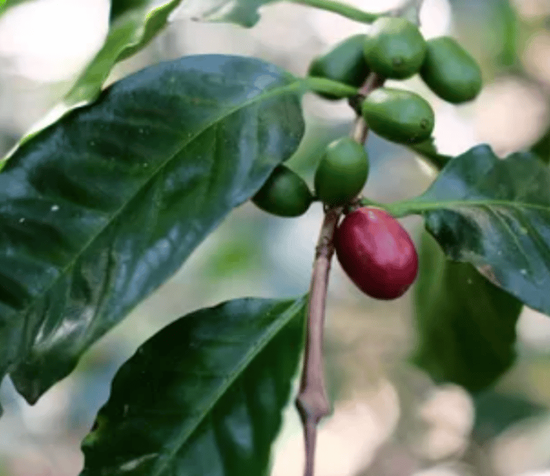What Is Maragogype Coffee?