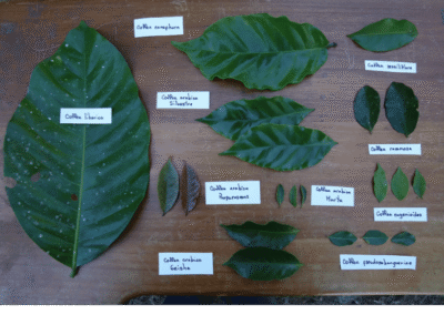 How Are Coffee Varieties Created?