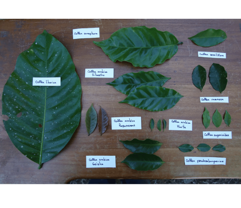 How Are Coffee Varieties Created?