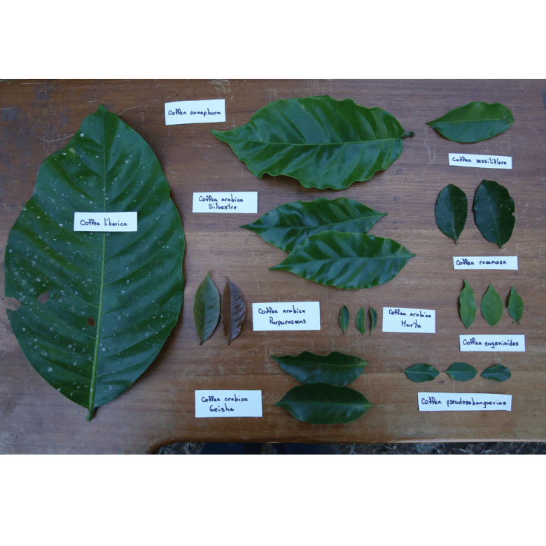 Coffee Varieties How Are Coffee Varieties Created?