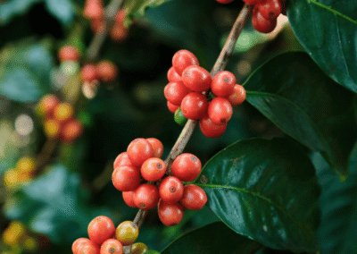 What is Pink Bourbon Coffee?