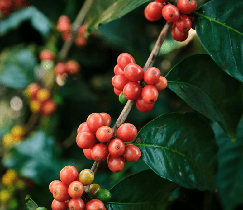 What is Pink Bourbon Coffee?