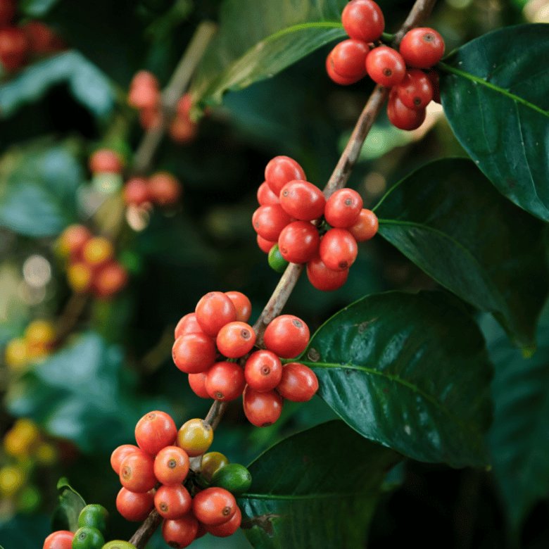What is Pink Bourbon Coffee?