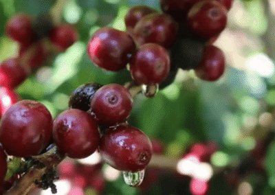What Is Mundo Novo Coffee?