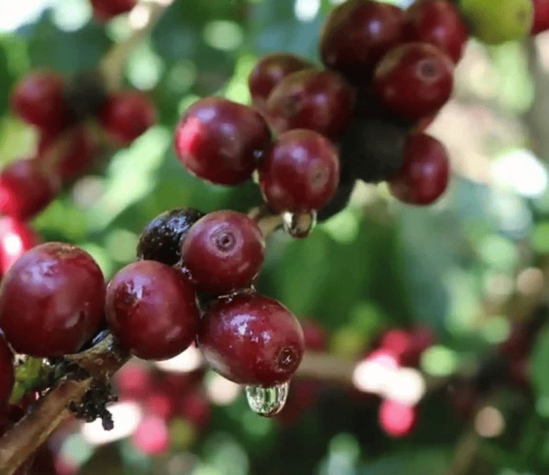 What Is Mundo Novo Coffee?