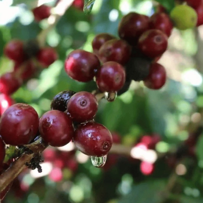 What is Mundo Novo Coffee?