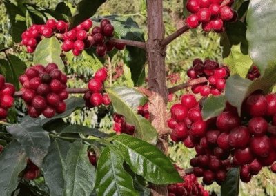 What Is Catuai Coffee?