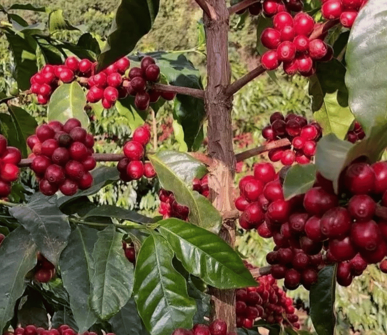 What Is Catuai Coffee?