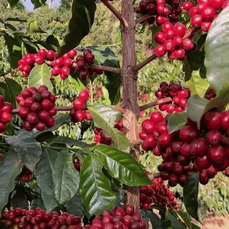 Catuai Coffee Plant What is Catuai Coffee?