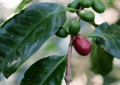 What Is Maragogype Coffee?