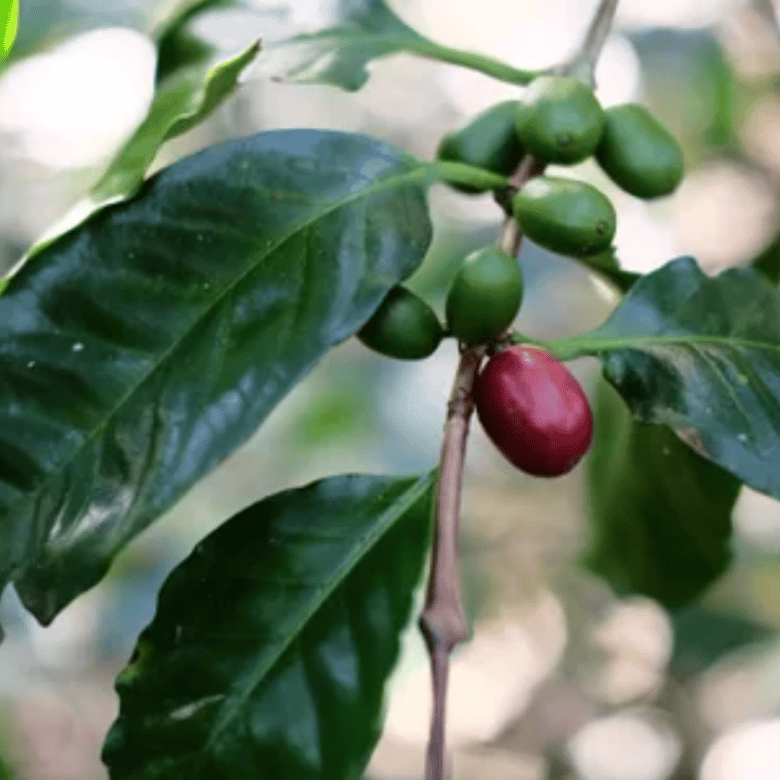 Maragogype Coffee What Is Maragogype Coffee?