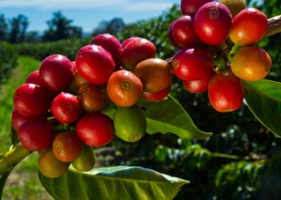 What Is Arabica Coffee?