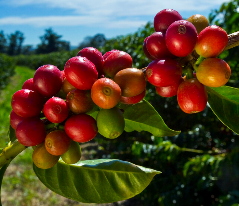 What Is Arabica Coffee?