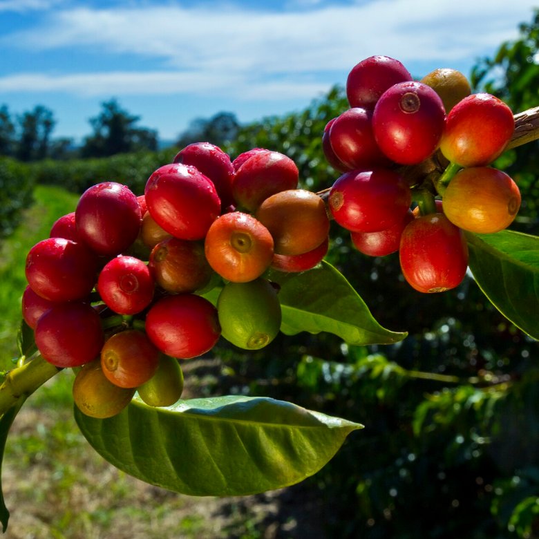 What Is Arabica Coffee? What Is Arabica Coffee?