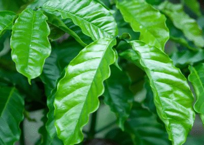 What Is Robusta Coffee?