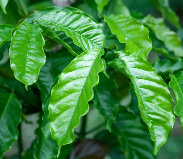 What Is Robusta Coffee?