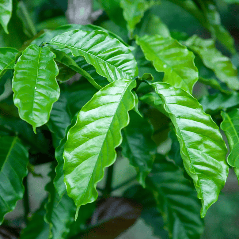 What Is Robusta Coffee?