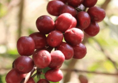 What Is Eugenioides Coffee?