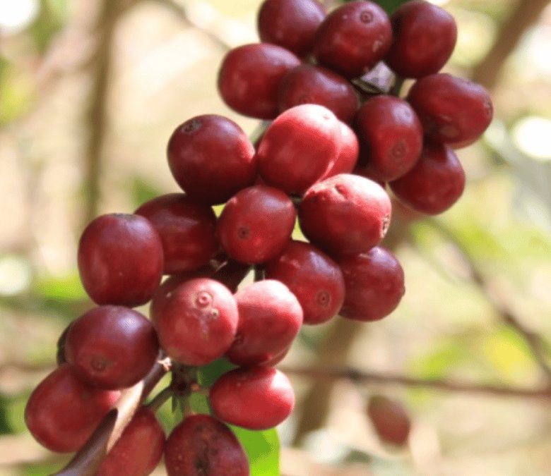 What Is Eugenioides Coffee?