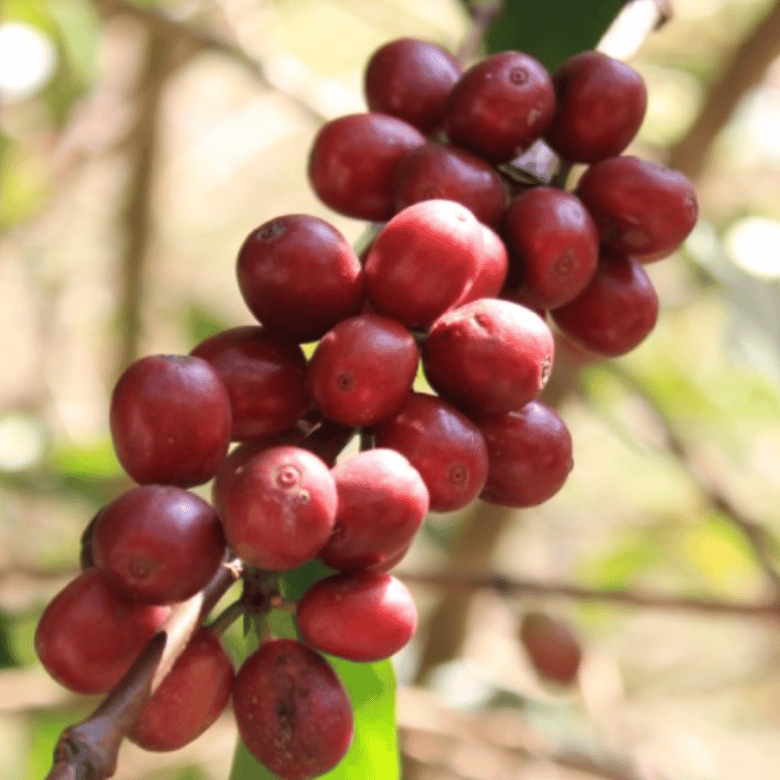 What Is Eugenioides Coffee?