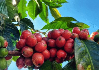 What Is Liberica Coffee?
