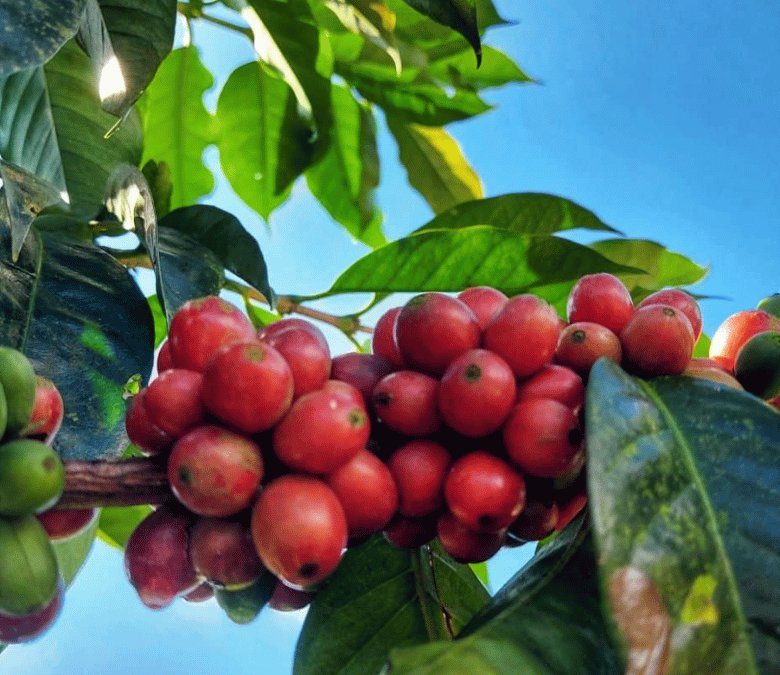 What Is Liberica Coffee?