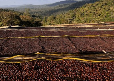 What Is Ethiopian Coffee?