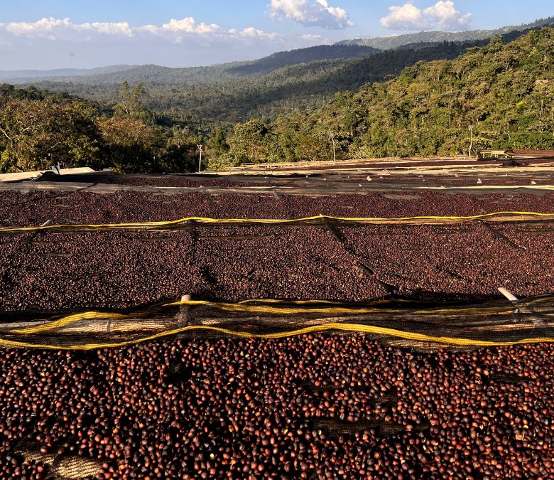 What Is Ethiopian Coffee?