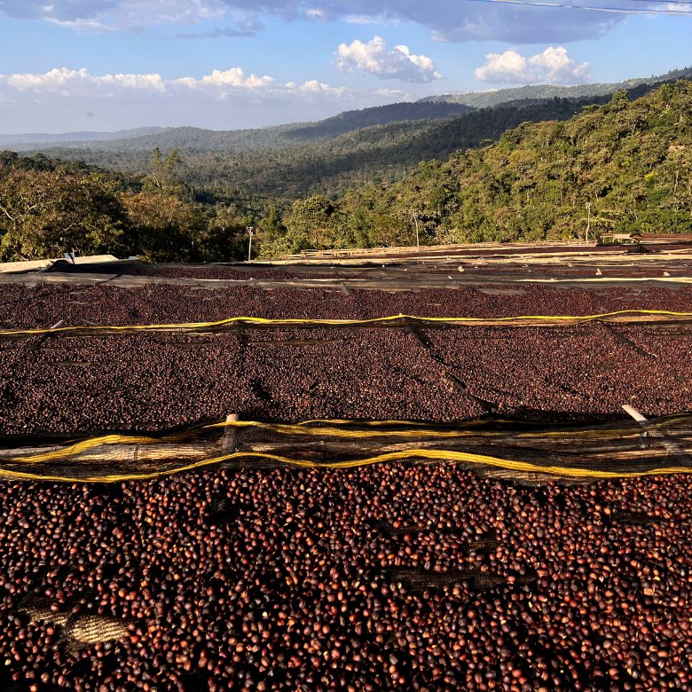 What is Ethiopian Coffee? What is Ethiopian Coffee?